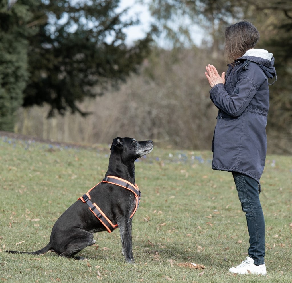 Aufmerksamkeitstraining Hund