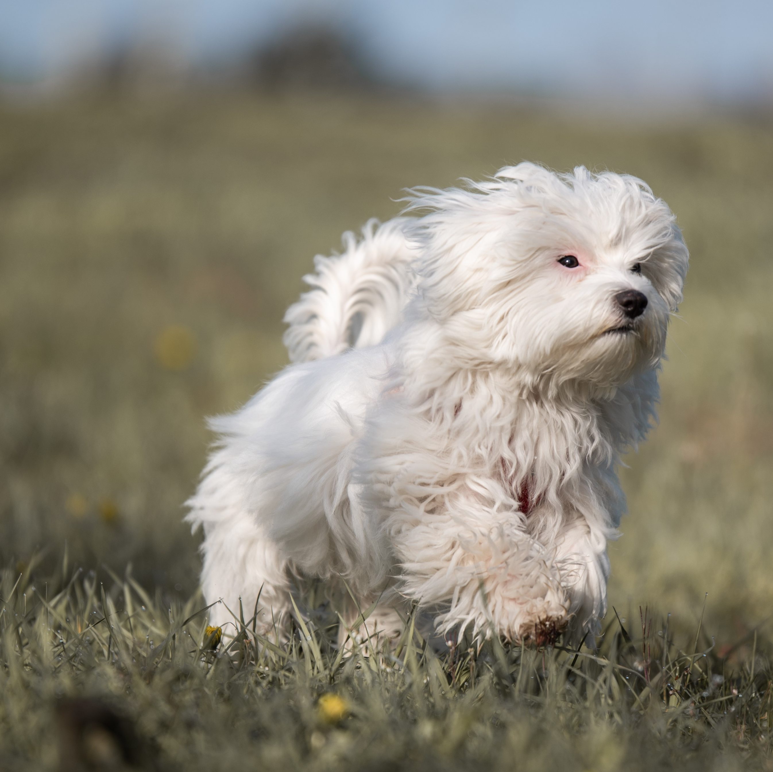 Nala von Ilona & Robert
