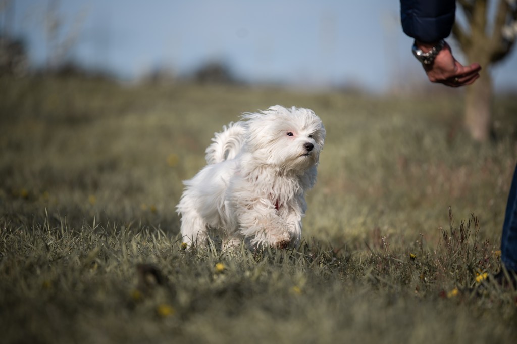 Rückruf Rückruf Hund