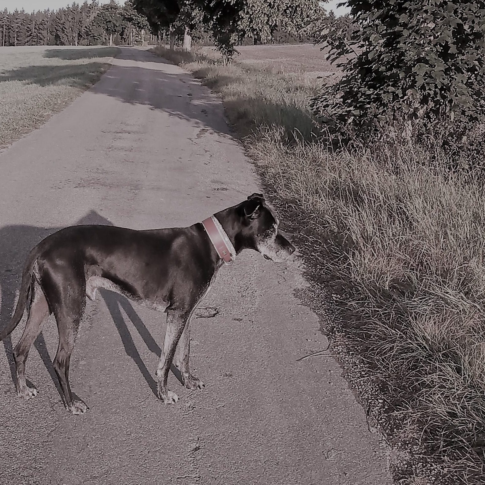 Gemeinsame Gassirunden